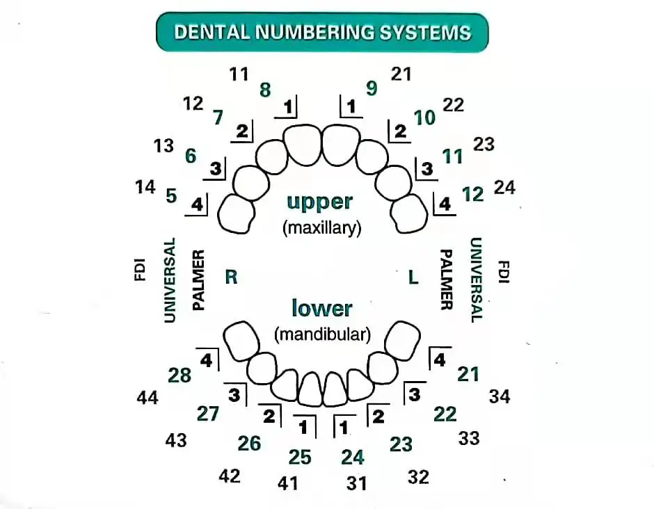 Dental Mould For Composite Res - Teeth Whitening Moulds ulasan dan harga